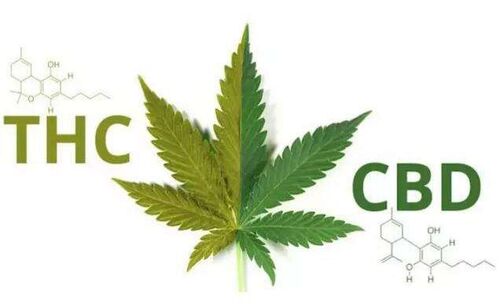 Últimas noticias de la empresa sobre ¿Tan qué sobre cáñamo y CBD en China?